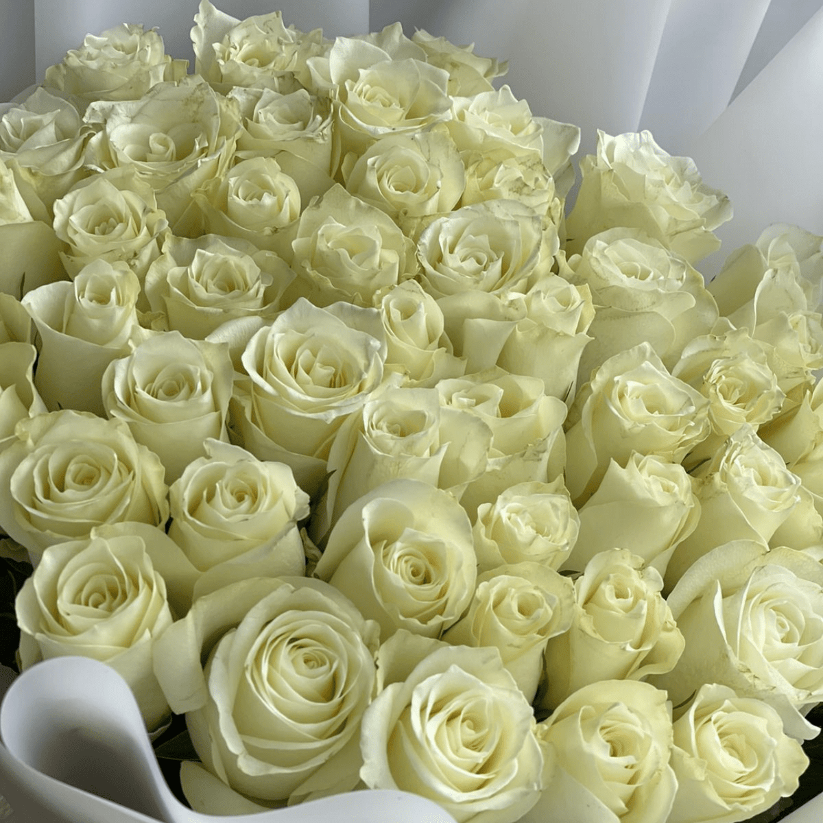 50 white roses - Tagerelsa3ada