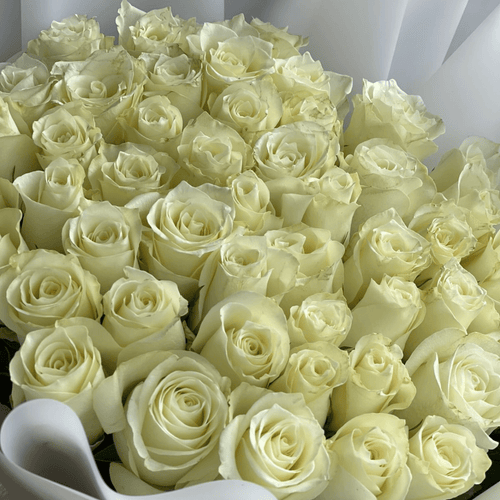 50 white roses - Tagerelsa3ada