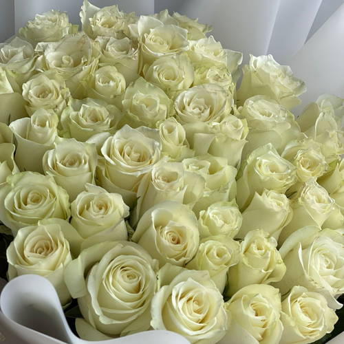 50 white roses